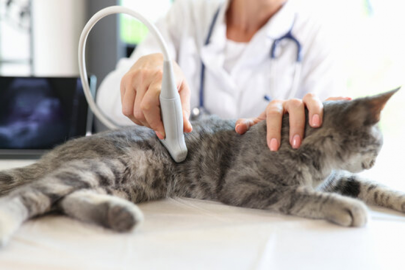 Ultrassom para Gatos Marcar Orlândia - Ultrassom Veterinário