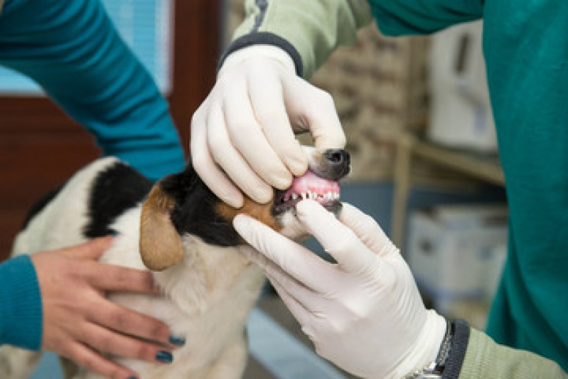 Ultrassom Veterinário Marcar Guaíra - Ultrassonografia Canina