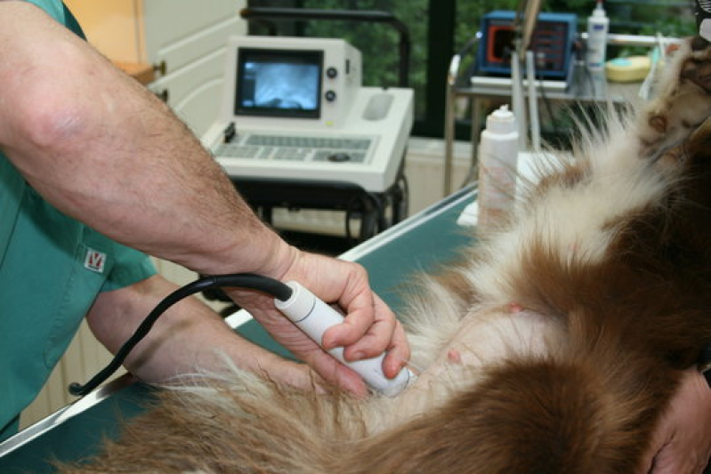 Ultrassonografia Cachorro Tambaú - Ultrassonografia Canina