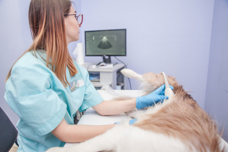 Ultrassonografia Canina Marcar Franca - Ultrassom de Cachorro