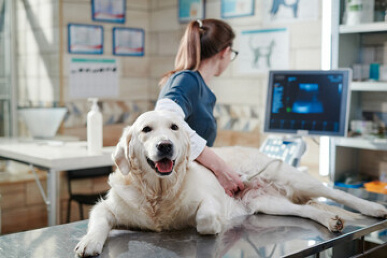 Ultrassonografia para Cachorro Marcar Taquaral - Ultrassom para Animais