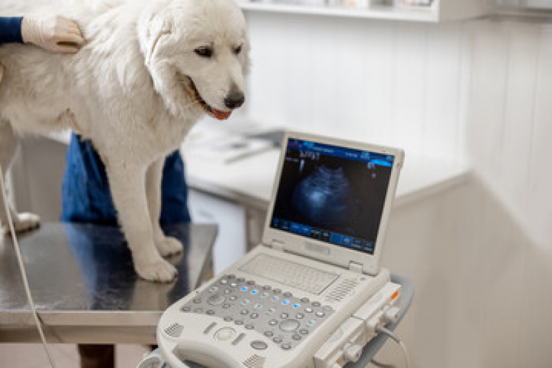 Ultrassonografia para Cachorro Patrocínio - Ultrassom para Animais