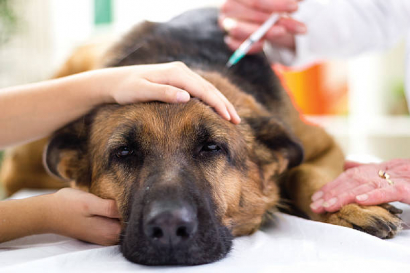 Vacina Antirrábica para Cães Marcar Passos - Vacina de Raiva para Cachorro