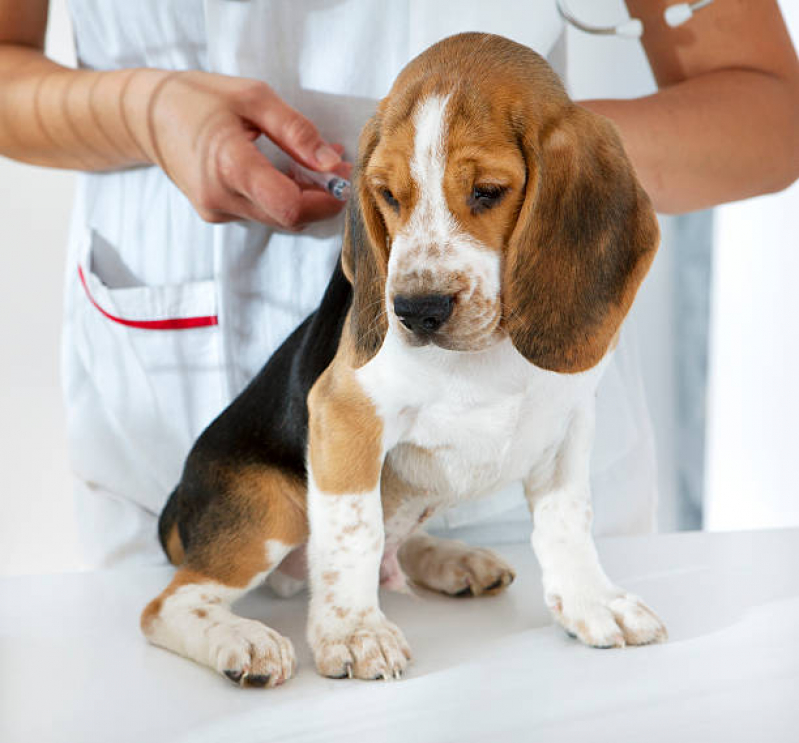 Vacina Antirrábica para Cães Guaíra - Vacina de Raiva Gato