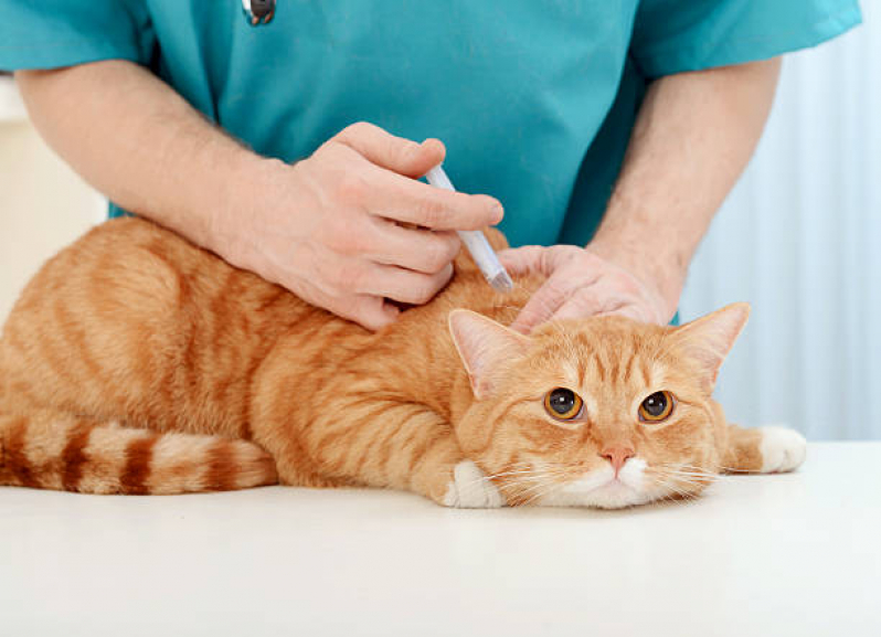 Vacina Antirrábica para Gato Sertãozinho - Vacina para Gato V4