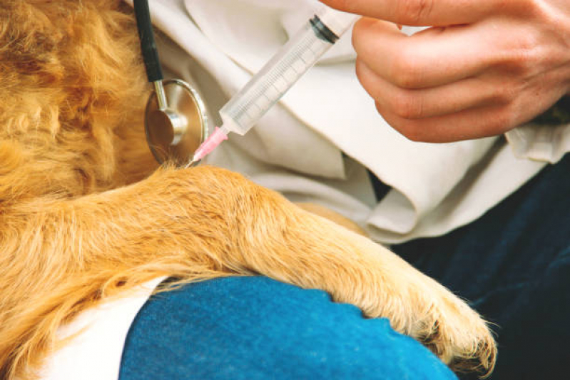 Vacina contra Raiva em Cachorro Santa Rosa de Viterbo - Vacina Antirrábica para Gato