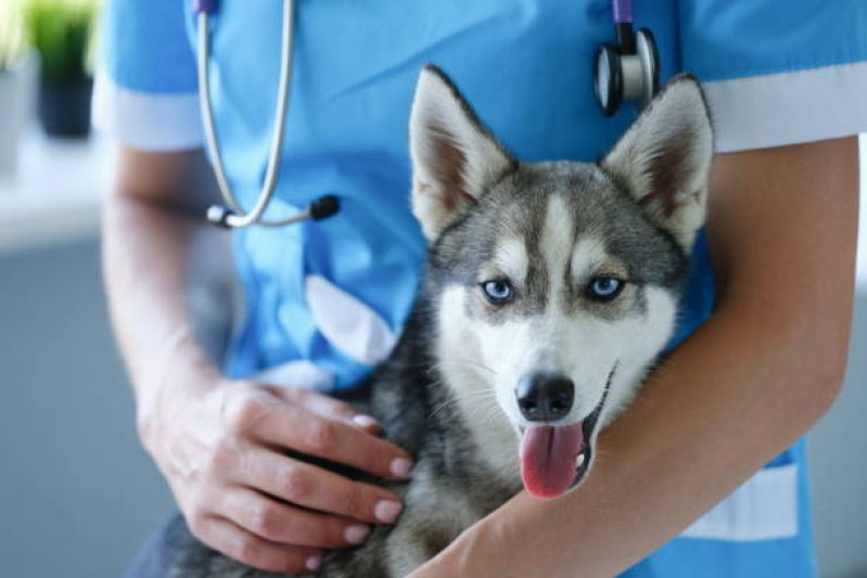 Vacina contra Raiva Gato Clínicas Cravinhos - Vacina de Raiva Cachorro