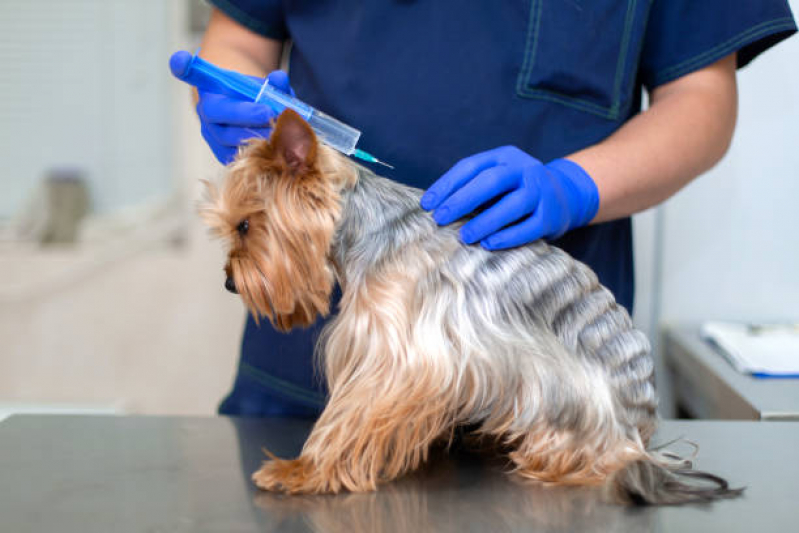 Vacina contra Raiva Gato Marcar Taiúva - Vacina de Raiva para Cachorro
