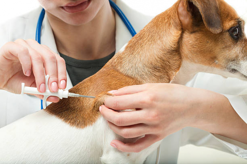 Vacina contra Raiva para Cachorro Marcar Tabapuã - Vacina de Raiva Gato