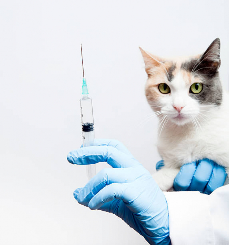 Vacina de Raiva para Gatos Motuca - Vacina Antirrábica para Gato