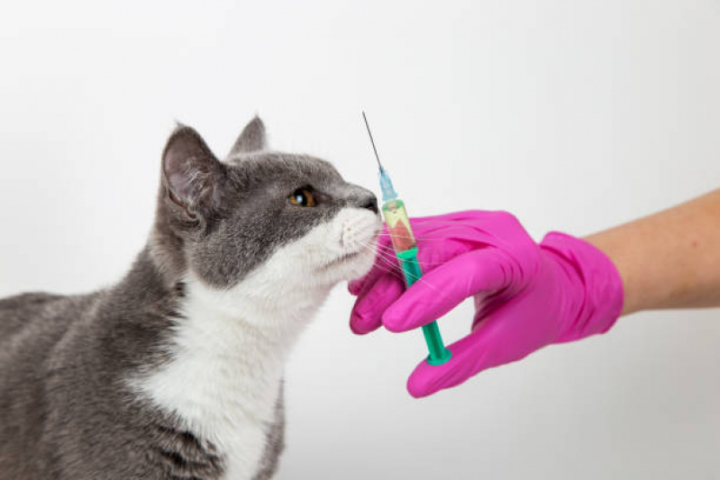 Vacina para Animais Silvestres Santo Antônio da Alegria - Vacina de Raiva para Gatos