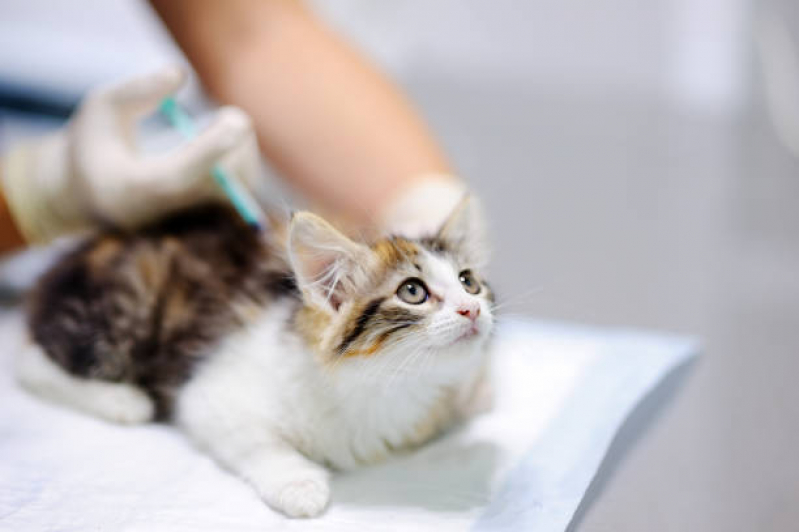 Vacina para Filhote de Gato Clínicas Parque das Figueiras - Vacina para Animais Silvestres