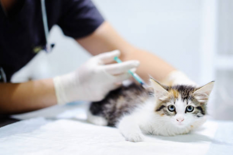 Vacina para Filhote de Gato Marcar Parque das Figueiras - Vacina de Raiva para Cachorro