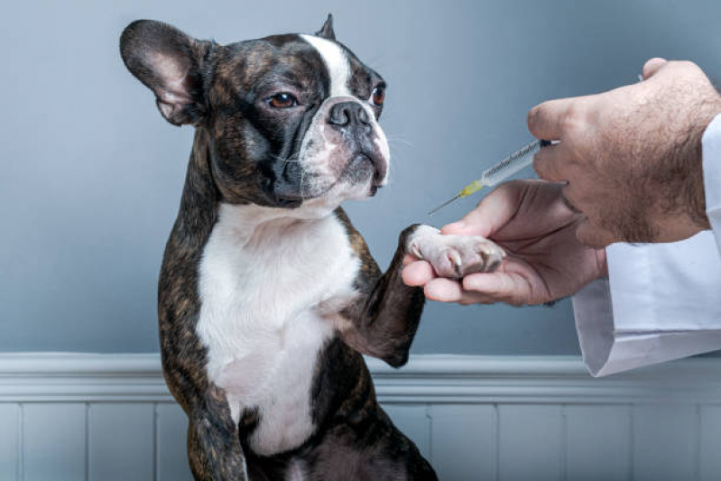 Vacina para Gato V4 Marcar Cássia dos Coqueiros - Vacina de Raiva Cachorro