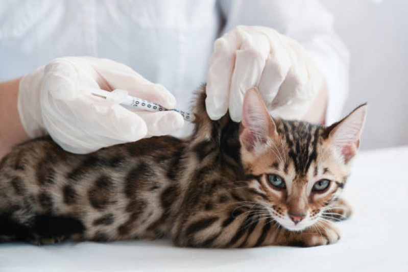Vacina para Gato V4 Américo Brasiliense - Vacina para Animais Silvestres